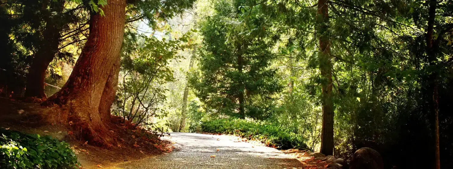 A dirt path winds through a forest of tall trees in Oregon. Sunlight filters through the green leaves of the canopy.